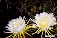 昙花一现是什么时候，昙花多长时间开一次 昙花在什么时候开放