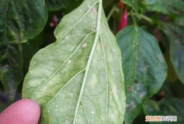 辣椒用什么农药防虫，朝天椒的功效与作用 朝天椒有什么作用