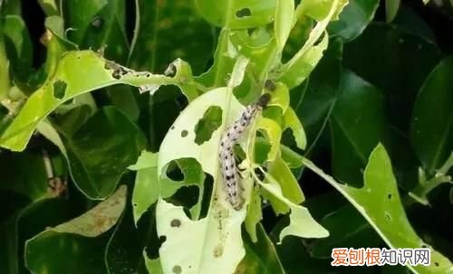 辣椒用什么农药防虫，朝天椒的功效与作用 朝天椒有什么作用