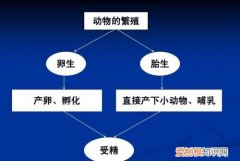 哺乳动物和卵生动物的区别 哺乳动物和卵生动物的区别有哪些