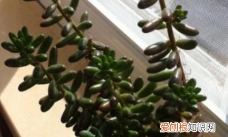 夏天可以种哪些多肉 夏天可以种哪些植物多肉