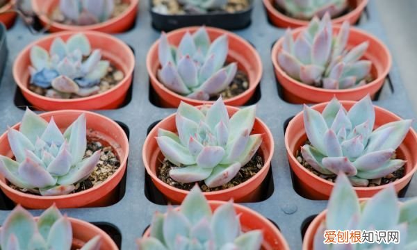 夏天可以种哪些多肉 夏天可以种哪些植物多肉