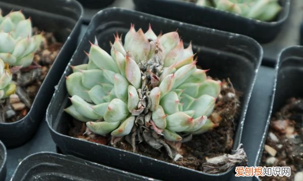 夏天可以种哪些多肉 夏天可以种哪些植物多肉