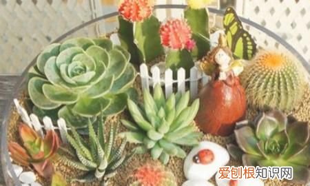 夏天可以种哪些多肉 夏天可以种哪些植物多肉