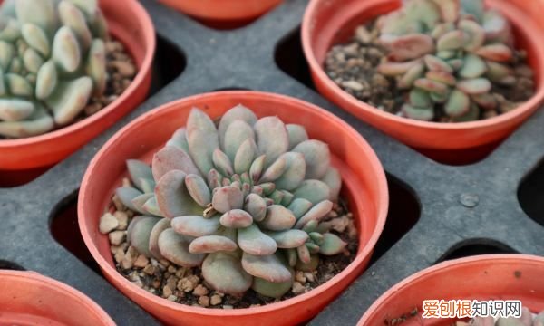 夏天可以种哪些多肉 夏天可以种哪些植物多肉