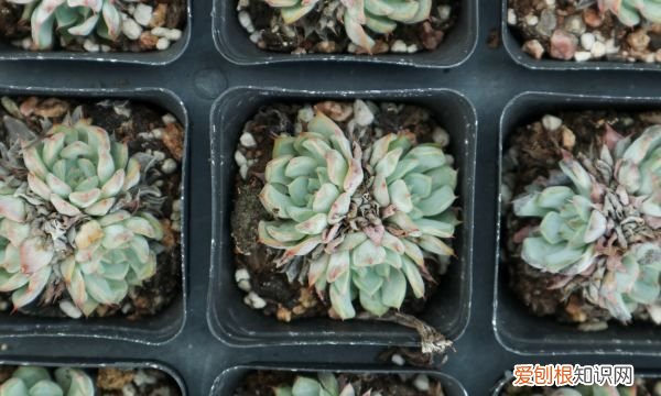 夏天可以种哪些多肉 夏天可以种哪些植物多肉