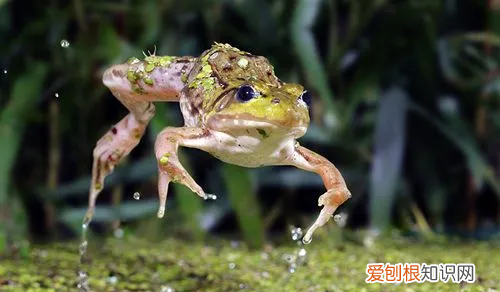青蛙是动物 青蛙是不是动物,青蛙是属于水生动物还是陆生生物