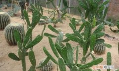 仙人掌有什么特点，仙人掌的外形、手感、气味有什么特点