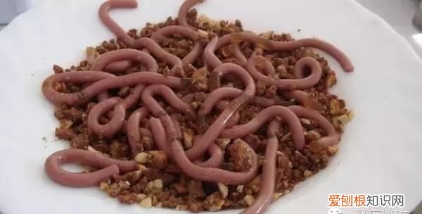 万圣节要吃的食物英文介绍及中文