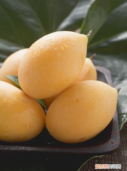 雪莲果吃了会拉肚子是怎么回事 雪莲果吃了会拉肚子是什么原因