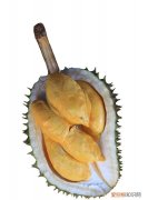 雪莲果吃了会拉肚子是怎么回事 雪莲果吃了会拉肚子是什么原因