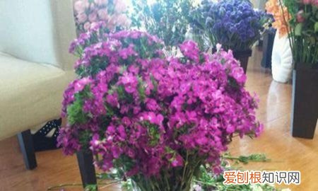 相思梅和石竹梅区别是什么 相思梅和石竹梅区别分析