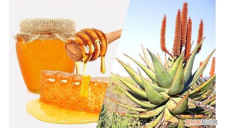 每天晚上坚持涂芦荟胶的效果 芦荟胶对痘痘和痘印有效果吗