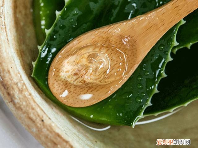 每天晚上坚持涂芦荟胶的效果 芦荟胶对痘痘和痘印有效果吗