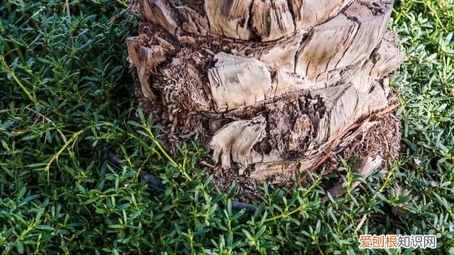 迪拜沙漠中的绿洲,迪拜沙漠之地进化史