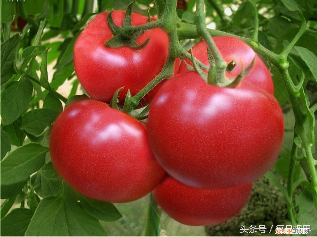 六种超级降压食物水果 血压高吃什么食物可以降下来