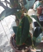 桂花掉叶子是怎么回事，桂花开花掉叶子是怎么回事