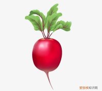 泡的酸萝卜可以放多久 泡的酸萝卜可以保存多久