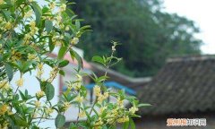 四季桂花多长时间一开花 四季桂花的花期介绍