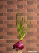 怎么把洋葱养成盆栽 如何把洋葱养成盆栽