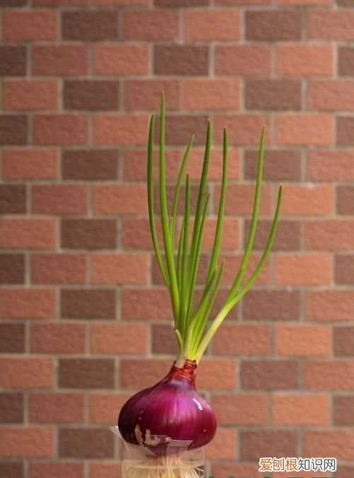 怎么把洋葱养成盆栽 如何把洋葱养成盆栽
