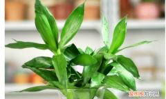 富贵竹能和金鱼养在一起 养富贵竹的注意事项