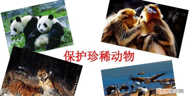 怎样保护珍稀动物至少五条 如何保护珍稀动物至少五条