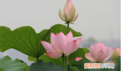 春天种什么花，夏天一般人可以种什么花呢