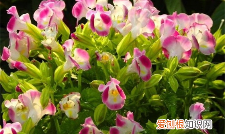 春天种什么花，夏天一般人可以种什么花呢