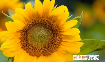 春天种什么花，夏天一般人可以种什么花呢