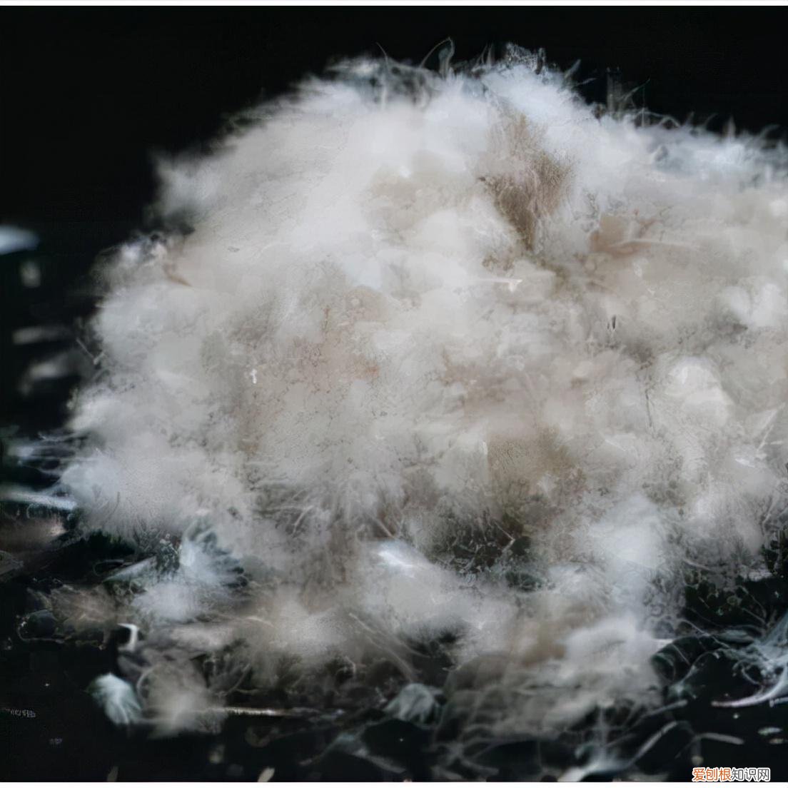 羽绒服灰鸭绒和灰鹅绒哪个好 灰鹅绒羽绒服好不好