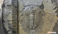 三叶虫是什么时代的 三叶虫是什么时代的介绍