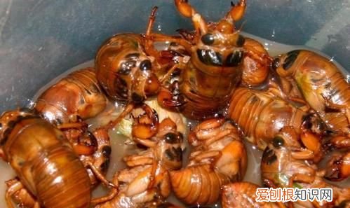 金蝉子是什么动物 金蝉子到底是什么动物