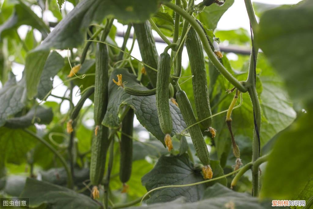 黄瓜居然有这个功能 黄瓜的功效与作用