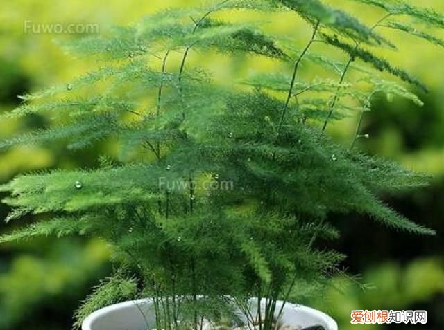 盆栽竹子能晒太阳 可以让盆栽竹子晒太阳