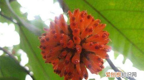 除树上结的东西叫什么名字，楮实子的营养价值 楮实子作用