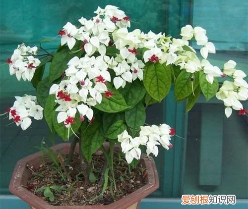 龙吐珠为什么不开花 龙吐珠不开花的原因