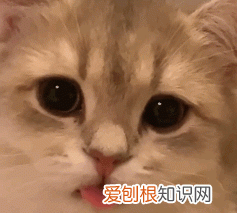 怎样快速截屏录制