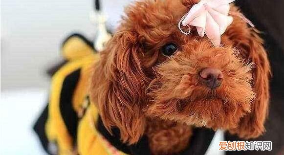 小泰迪能喝凉水 小泰迪能不能喝凉水