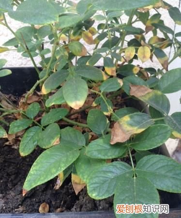 玫瑰花叶子枯萎怎么办 玫瑰花叶子枯萎如何办