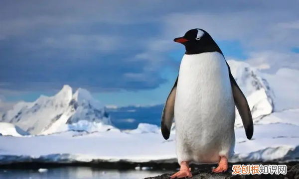 企鹅用什么呼吸 企鹅用什么器官呼吸