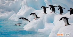 企鹅用什么呼吸 企鹅用什么器官呼吸