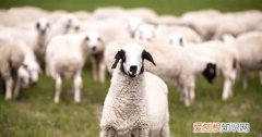 绵羊和人类生活有哪些联系，绵羊和人类的生活有哪些联系