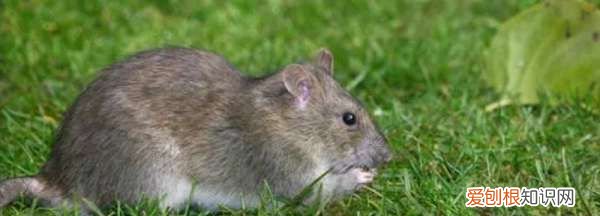 老鼠怕冷怎么回事，老鼠怕冷 老鼠是否怕冷