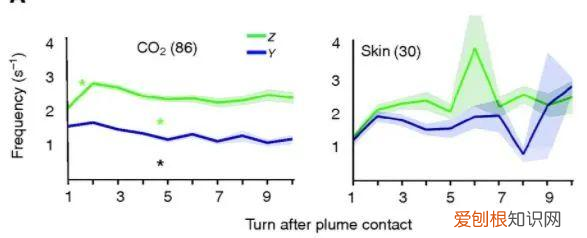 床旗可以拿掉吗 酒店床上床旗是干嘛用的