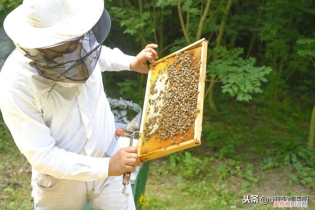 蜂蜜真假鉴定方法,一杯水就能区分真假蜂蜜了