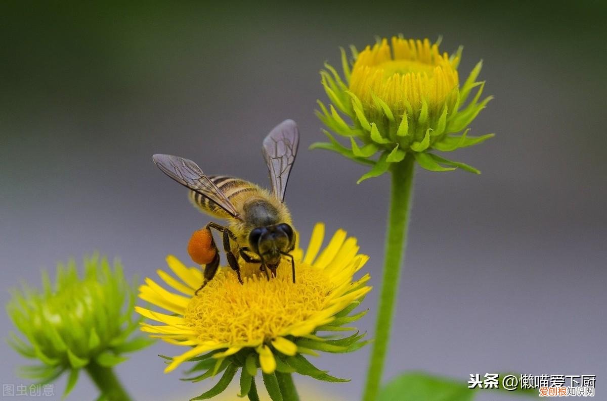 蜂蜜真假鉴定方法,一杯水就能区分真假蜂蜜了