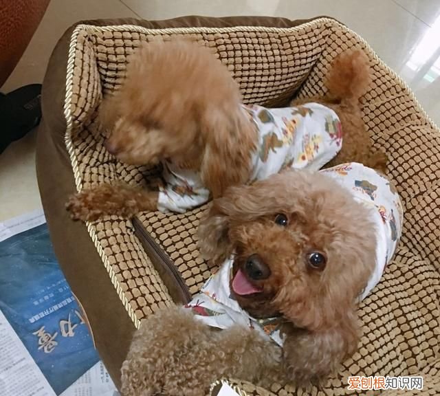 如何挑选一只好的泰迪幼犬 挑选一只好的泰迪幼犬方法