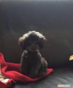 如何挑选一只好的泰迪幼犬 挑选一只好的泰迪幼犬方法