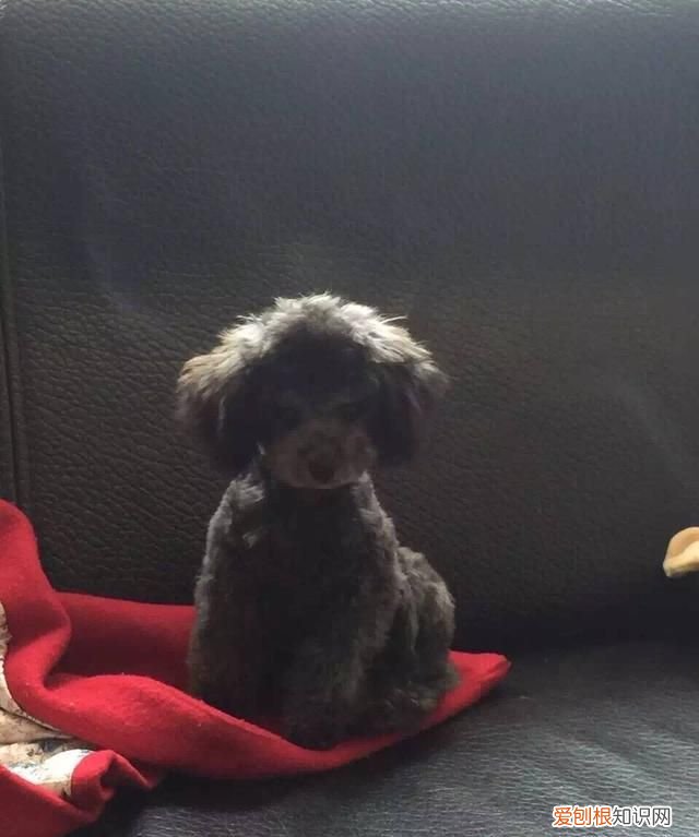 如何挑选一只好的泰迪幼犬 挑选一只好的泰迪幼犬方法